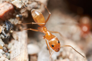 Red ant close up macro photography, can be used to represent pest control of an ant colony of the formica rufa kind of ants