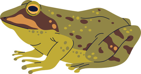 Cute Frog Colored Realistic Illustration