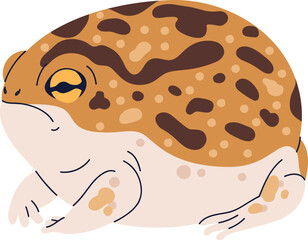 Funny Exotic Frog Amphibian Colored Realistic Illustration