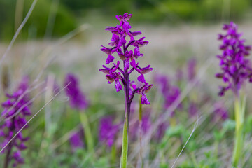 Orchis papilionacea  close up . plant and flower in it's natural environment, wild orchid.