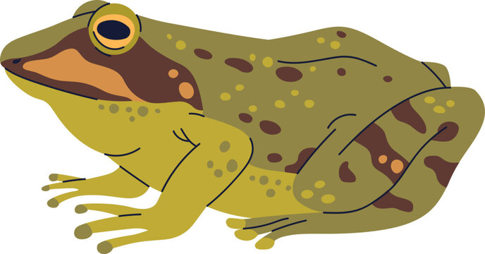 Cute Frog Colored Realistic Illustration