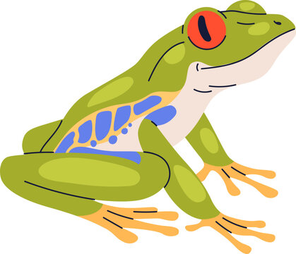 Rainforest Or Tree Frog Colored Realistic Illustartion