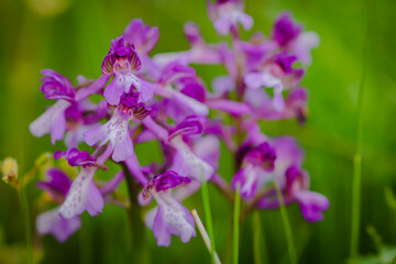 Orchids papilionacea  close up . plant and flower in it's natural environment, wild orchid.