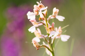 Orchids papilionacea  close up . plant and flower in it's natural environment, wild orchid.