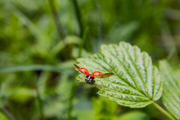ladybird on a leaf