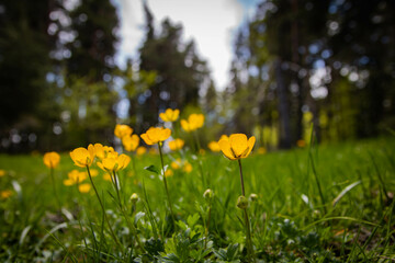 yellow flowers in the spring