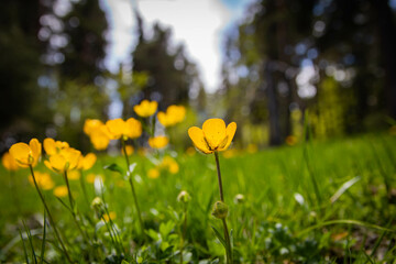 Fototapeta premium yellow flowers in spring