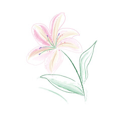 lily flower isolated on white background