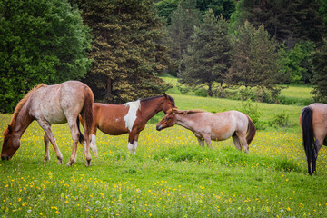 Obraz na płótnie Canvas horses in the meadow