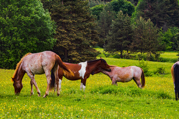 Obraz premium horses in the meadow