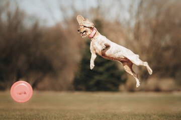dog running in the park
