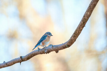 Eastern bluebird perching on a tree branch.Chesapeake and Ohio Canal National Historical Park.Maryland.USA