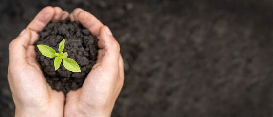 Close up of gardener hands holding seedling.