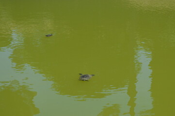 The ruins of Villa Adriana, Tivoli Italy
