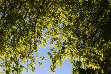 Fototapeta premium beautiful young foliage of green trees