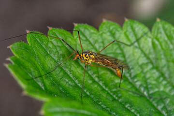 Fototapeta premium Black and yellow Crane fly insect sits on a green leaf macro photography. Nephrotoma insect sitting on a plant in summer sunny day close-up photo