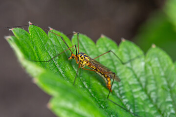 Fototapeta premium Black and yellow Crane fly insect sits on a green leaf macro photography. Nephrotoma insect sitting on a plant in summer sunny day close-up photo