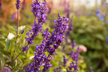 Obraz premium delicate lavender close-up. summer wallpaper. macro photography. purple flowers.
