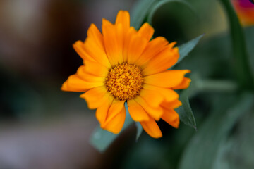 orange flower close-up. A lonely flower. Macro photography. Orange calendula. Medicinal plants.