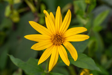 Blooming jerusalem artichoke flower macro photography in autumn day. Earth apple flower with yellow petals close-up photography in fall day.