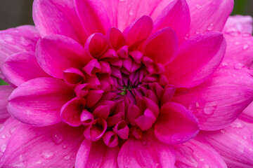 Blooming pink dahlia flower with raindrops macro photography. Garden dahlia with water drops on a pink petals close-up photo in summertime.