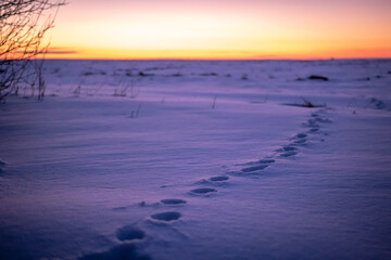 Animal footprints in the snow, sunset landscape background