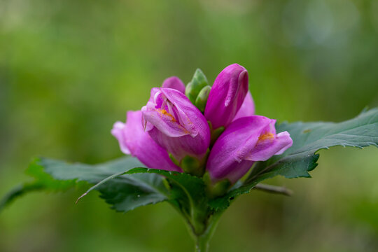 Blooming purple turtlehead flower macro photography in a summer day. Chelone flower with violet petals in summertime close-up photography.