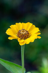 Blossom yellow zinnia flower on a green background on a summer day macro photography. Blooming zinnia with yellow petals close-up photo in summertime.