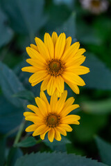 Blooming false sunflower on a green background on a summer sunny day macro photography. Garden rough oxeye flower with yellow petals in summertime, close-up photo. Orange heliopsis floral background.
