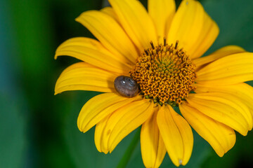 False sunflower with snail in a summer day macro photography. Garden rough oxeye flower with yellow petals in summertime, close-up photo. The snail lies on a flower with yellow petals.