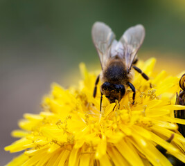 yellow beautiful dandelion flowers with seeds