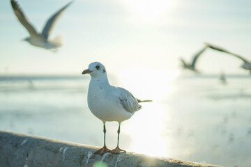 bird close-up
