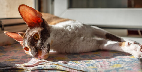 Beautiful tricolor cat. Cornish Rex. Expressive eyes.
