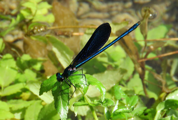 blue damselfly with metallic glitter