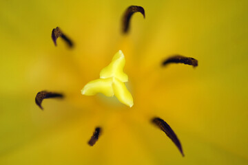 Yellow pistil and dark brown stamins of a yellow tulip