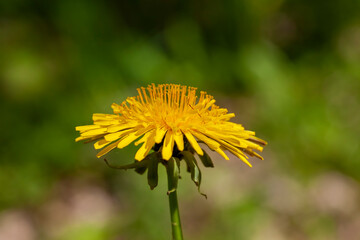 yellow beautiful dandelion flowers with seeds