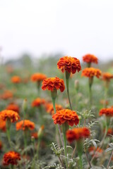 Red marigold flowers blooming on garden