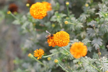 Marigold flowers blooming on garden