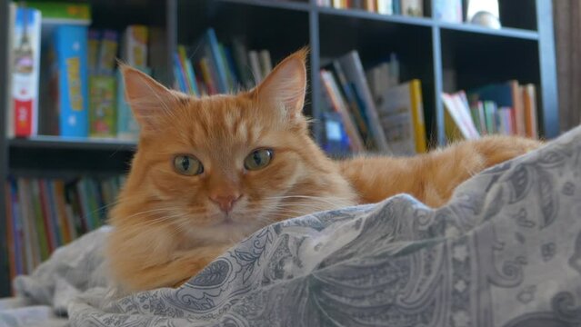Cute ginger cat is lying in bed. Fluffy pet comfortably relaxes on patterned bed linen.