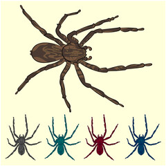 collection of spiders - Beautiful collection of tarantula - Set of spiders illustrations - tarantula - set of spiders of different colors - isolated on light background