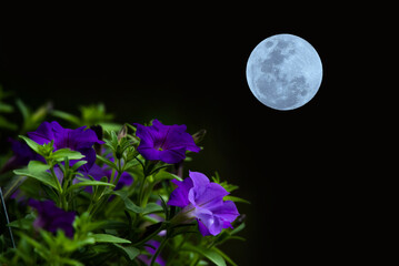 Full moon on the sky with flowers at night.