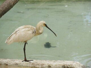 Primo piano di alcuni ibis - Close up of some ibises