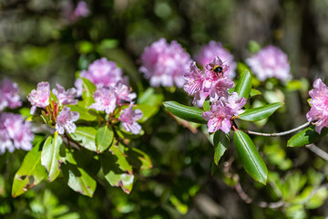 Obraz premium Closeup macro of wild pink rhododendron flowers with bumblebee bee collecting pollen on green foliage leaves bush tree in garden park in Blue Ridge Mountains, Virginia parkway Wintergreen Resort