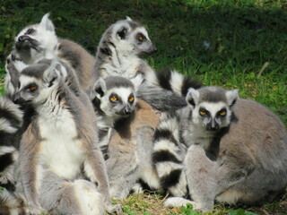 Gruppo di lemuri - Group of lemurs