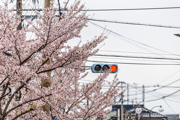 Kyoto, Japan pink cherry blossom sakura trees in spring season with red stoplight traffic light...