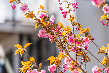 Pink sakura cherry blossom flowers closeup with bokeh background of house in Kyoto Shimogyou ward kiyamachi-dori neighborhood area street in spring in Japan