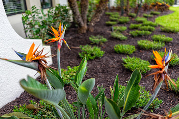 Obraz premium Colorful bird of paradise strelitzia reginae blooming orange flowers plants flowers in Naples, Florida landscaped garden during summer day