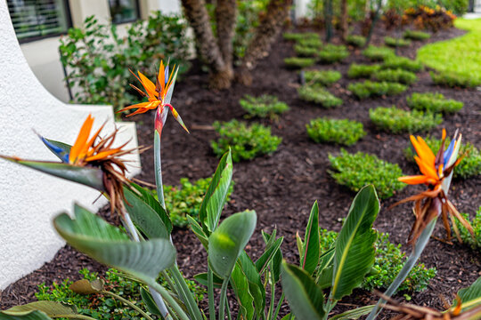 Colorful bird of paradise strelitzia reginae blooming orange flowers plants flowers in Naples, Florida landscaped garden during summer day