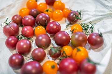 Cherry tomato variety of heirloom purple and orange red tomatoes group macro closeup of garden harvest ripe vegetables