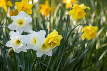 Fototapeta premium the daffodil flowers in a park